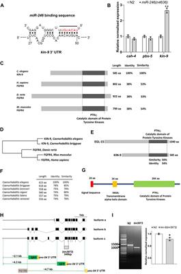 The FGFR4 Homolog KIN-9 Regulates Lifespan and Stress Responses in Caenorhabditis elegans